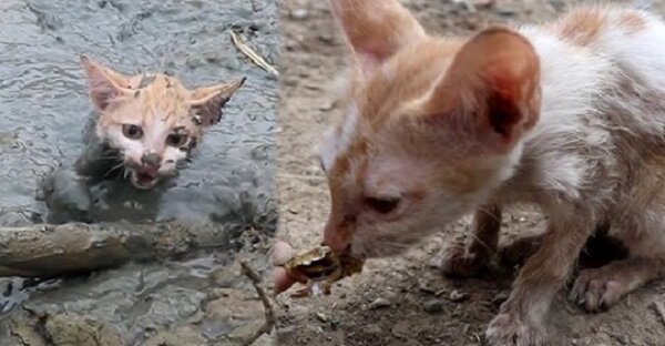 Nicht vorbei gekommen: Menschen retteten eine Katze, die in einem Sumpf steckte