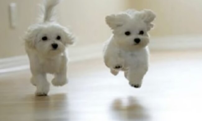 Hunde. Quelle: Screenshot