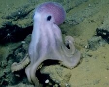 "Berührt das Herz": Der Oktopus war seiner Retterin dankbar und schwamm zu ihr, um sie zu umarmen