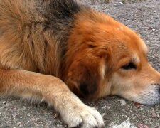 Der Hund. Quelle: Youtube Screenshot