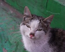 Katze. Quelle: Youtube Screenshot
