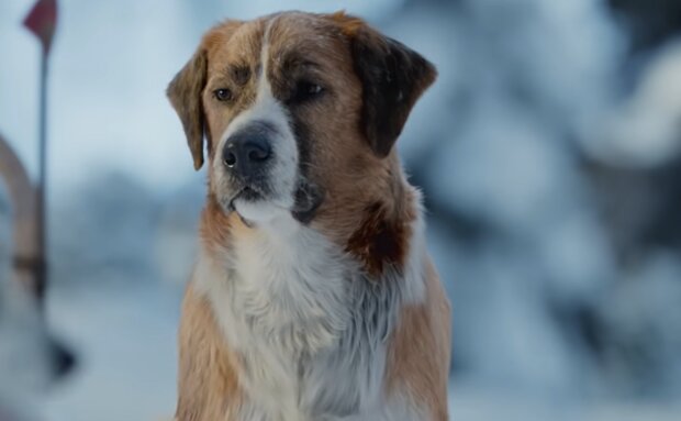 Hund im Winter. Quelle: YouTube Screenshot