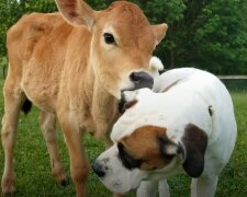 Kalb und Hund. Quelle: YouTube Screenshot