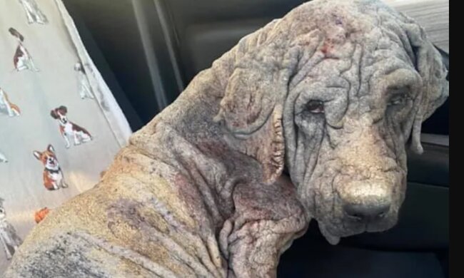 Freiwillige Helfer päppelten eine Hündin auf, die nicht mehr leben wollte: wie sie sich verändert hat