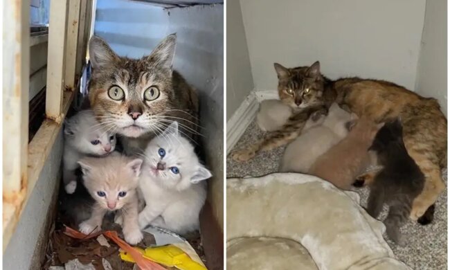 Katzenmama und ihre Babys. Quelle: Screenshot Youtube
