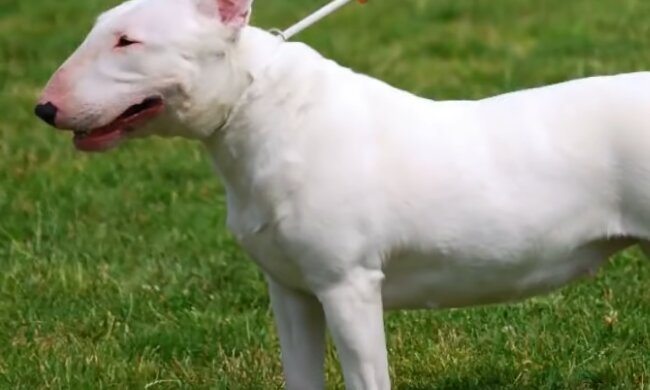 Bullterrier litt beim Schutz seines Besitzers: freundliche Menschen halfen, die teure Behandlung zu bezahlen
