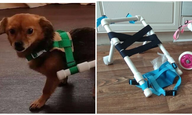 Rollstuhl für Hunde. Quelle: Screenshot