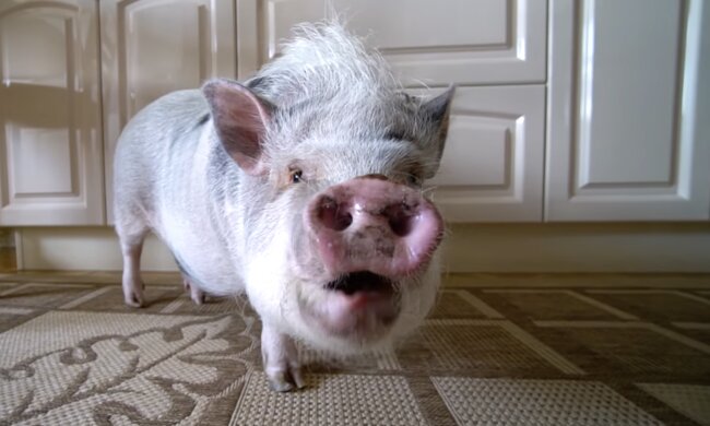 Minischwein. Quelle: Screenshot YouTube