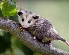 Opossum-Baby. Quelle: Screenshot Youtube