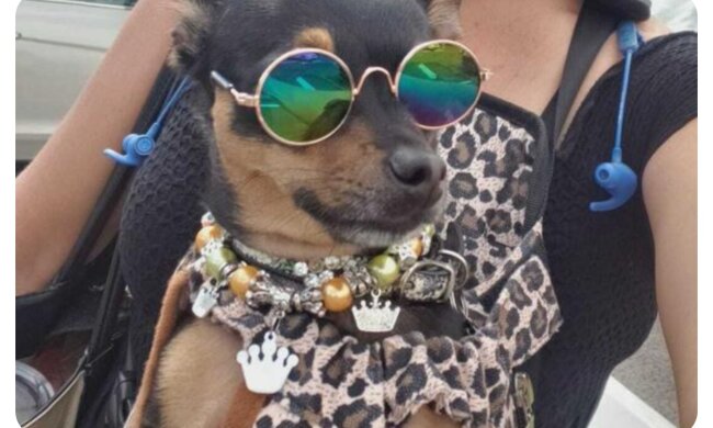 Hund und Mensch. Quelle: mimimetr.com