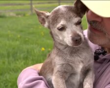 Chihuahua taucht nach 8 Jahren auf. Quelle: Youtube Screenshot