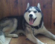 Ein treuer Freund: Ein Husky sitzt den ganzen Tag vor einem Einkaufszentrum und wartet, bis seine Besitzerin von der Arbeit nach Hause kommt