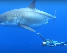 Taucher und Hai. Quelle: YouTube Screenshot