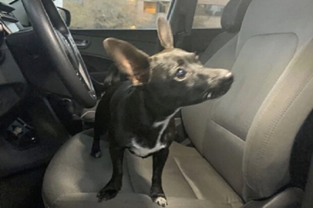 Hunde wissen auch, wie man Auto fährt: Während die Besitzer an der Tankstelle waren, stahl der kleine Chihuahua ihr Auto