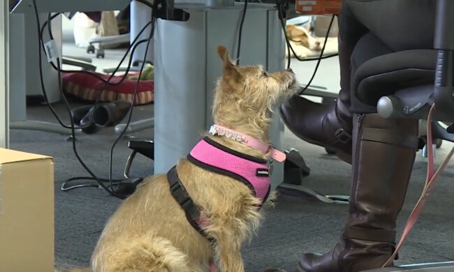 „Seit der Hund da ist, ist es vorbei mit der Ruhe“. Quelle: Youtube Screenshot