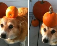 Tiere, die auf jeden Fall gute Laune machen werden