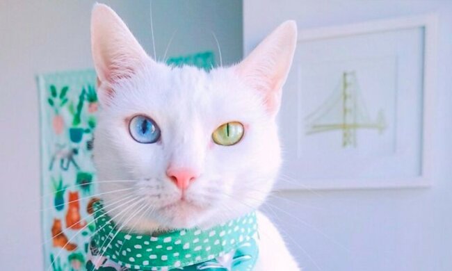 Schöne Katze. Quelle: instagram