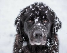 Der Hund zog den Besitzer fünf Kilometer am Seil, damit er nicht friert