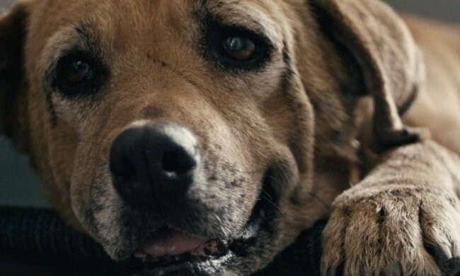 Tapfere Verteidigerin: Die Hündin deckte die Kinder ab und rettete sie vor dem Bösen