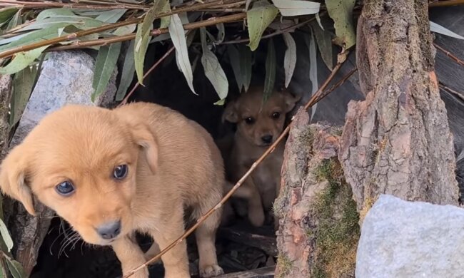 Streunende Welpen. Quelle: Youtube Screenshot