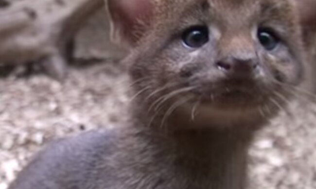 Jaguarundi. Quelle: Screenshot YouTube