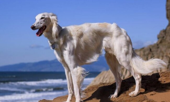 Wie eine Giraffe: der Hund Cleo rührt mit seinen langen Pfoten