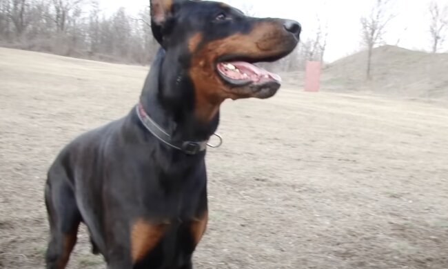 Dobermann. Quelle: Screenshot YouTube