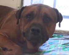 Ein Mann gab seinen Hund ins Tierheim und der Hund weinte: wie ist  Schicksal  von dem Tier geworden