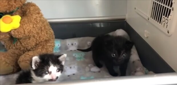 Hilflose Kätzchen. Quelle: Youtube Screenshot