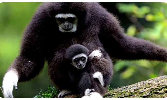 Gibbonweibchen mit ihrem Baby. Quelle: Youtube Screenshot