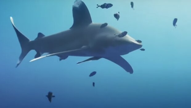 Weißer Hai. Quelle: Screenshot YouTube