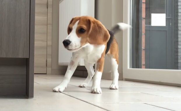 Beagle. Quelle: YouTube Screenshot