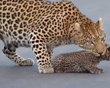 Leopard und das Leopardenjunge. Quelle: YouTube Screenshot