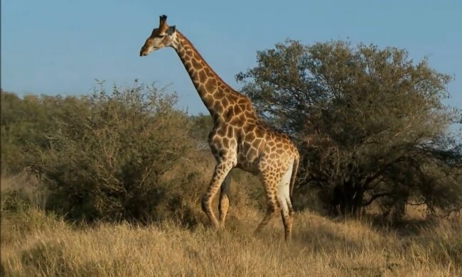 Zwerggiraffe. Quelle: YouTube Screenshot