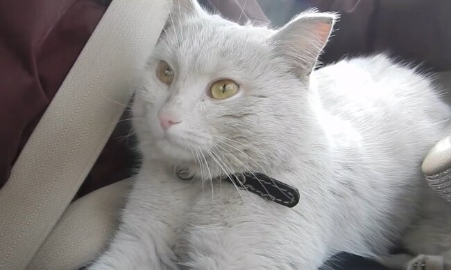 Eine gerettete Katze. Quelle: YouTube Screenshot