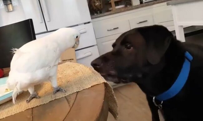 Erstaunliche Freundschaft unter Tieren. Quelle: Screenshot YouTube