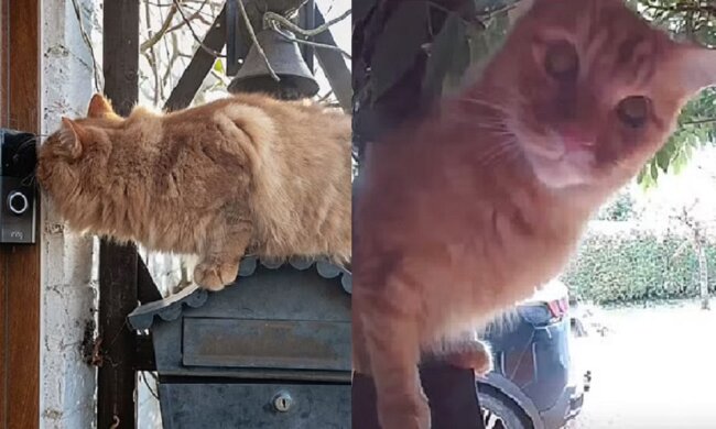 Die Katze. Quelle: dailymail.co.uk