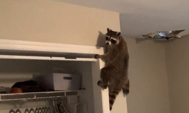 Waschbär. Quelle: YouTube Screenshot