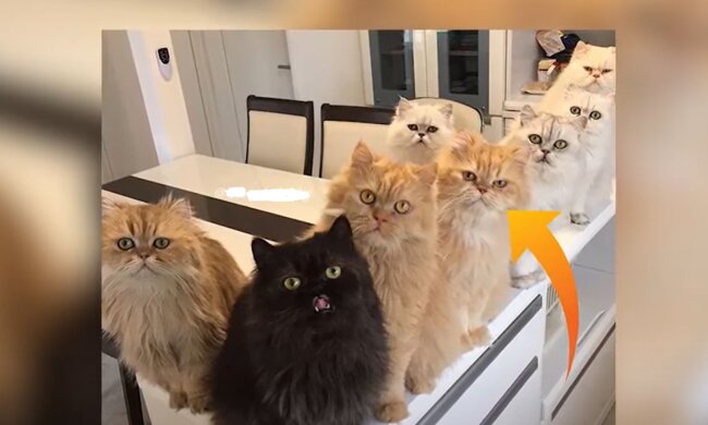 Charmante Schützlinge. Quelle: Screenshot YouTube