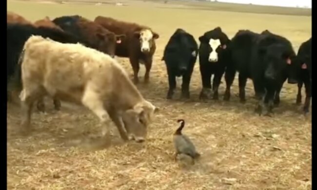 Gans. Quelle: Screenshot YouTube