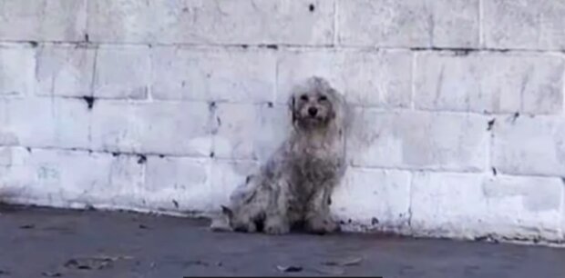 Der streunde Hund. Quelle: Youtube Screenshot