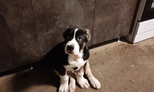 Der Mitleidsblick, der Herzen erobert. Quelle: Youtube Screenshot