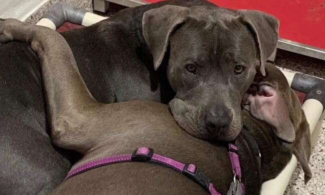 Unzertrennliche Freunde. Quelle: Screenshot YouTube