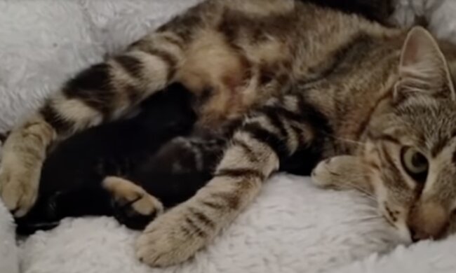 Katze-Mutter und Kätzchen. Quelle: Screenshot YouTube