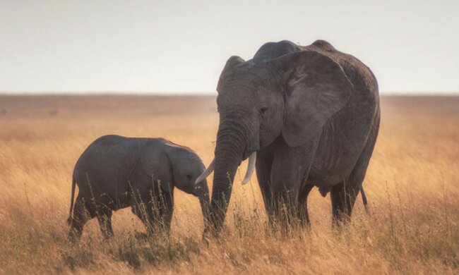Die Elefantenkuh mit dem Kind. Quelle: goodhouse