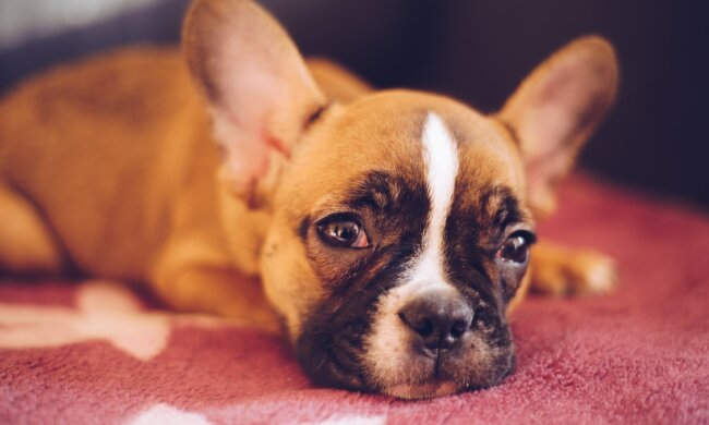 Der Welpe Tonka konnte nur krabbeln, aber mit einem freundlichen Frauchen lernte er laufen