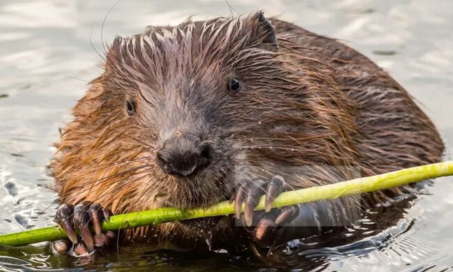 Die junge Frau rettete den Biber, und jetzt lebt er mit ihr