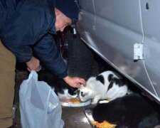 22 Jahre Respekt: Der Schrottsammler füttert jeden Tag alle Katzen in der Region