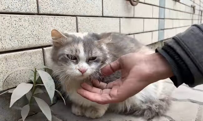 Die tapfere alte Katzenmutter. Quelle: Youtube Screenshot