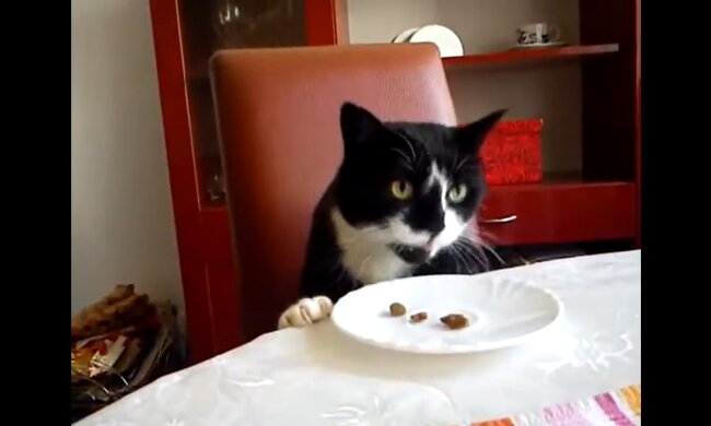 Katze isst am Tisch. Quelle: Youtube Screenshot